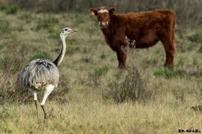 ÑANDU (Rhea americana) - Campo en Lascano - ROCHA (Noviembre 2015)